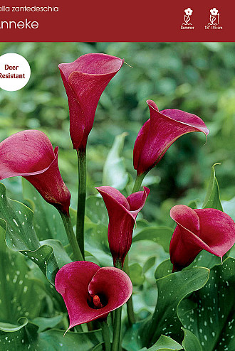 Calla (Zantedeschia)