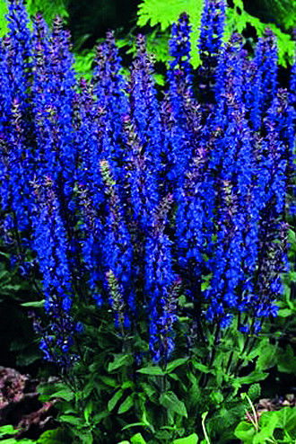 Salvia
