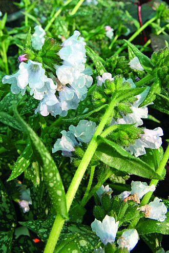 Pulmonaria