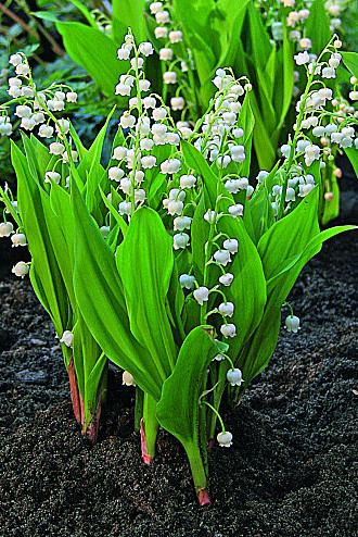 Convallaria
