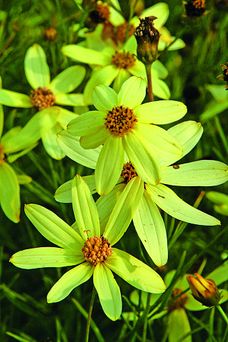 Coreopsis