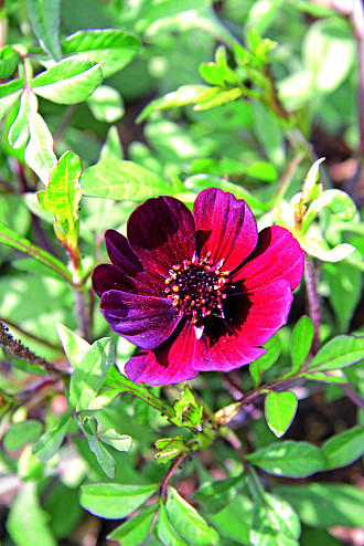 Cosmos
