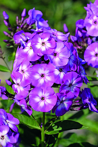 Phlox