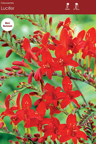 Crocosmia