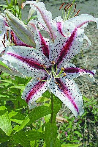 Lilium