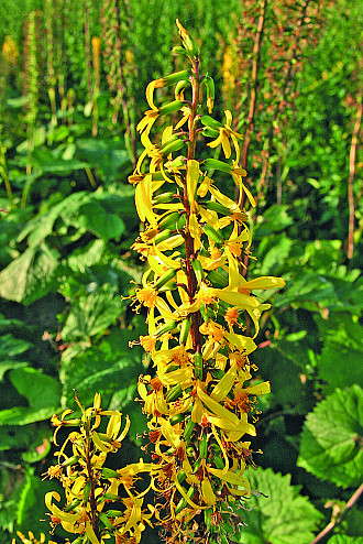 Ligularia