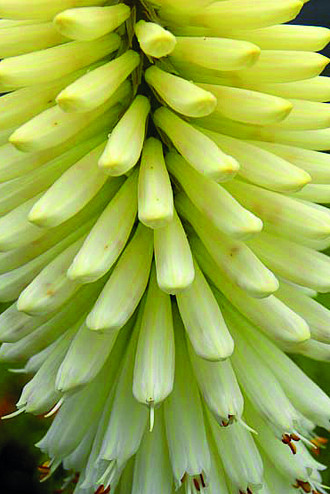 Kniphofia