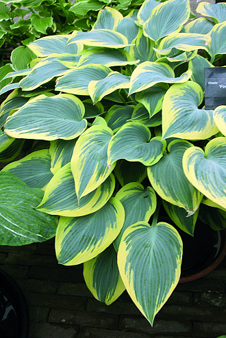 Hosta