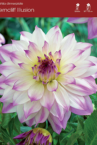 Dahlia