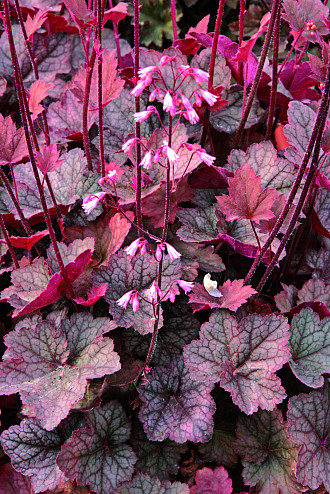 Heuchera