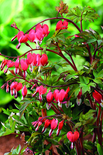 Dicentra