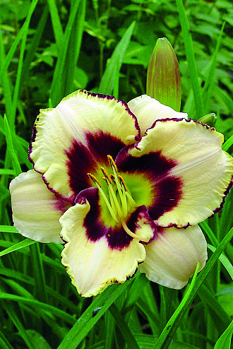 Hemerocallis