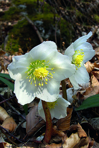Helleborus