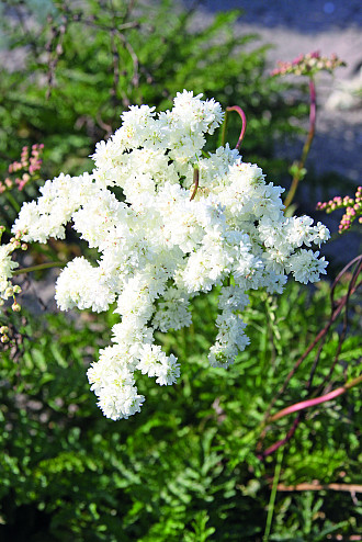 Filipendula