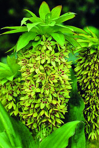 Eucomis