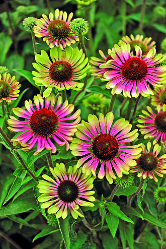 Echinacea
