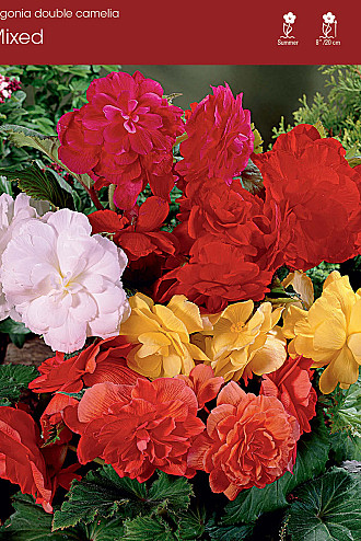Begonia
