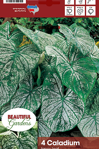 Caladium