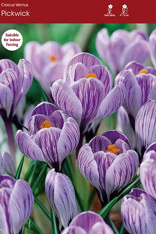Crocus