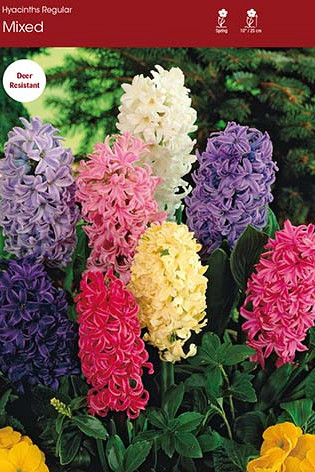 Hyacinths