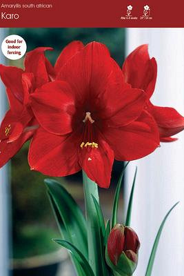 Amaryllis