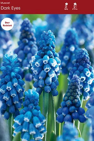 Muscari