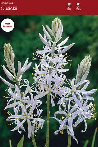 Camassia