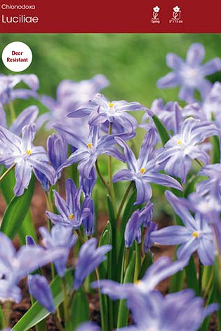 Chionodoxa