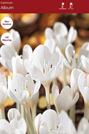 Colchicum