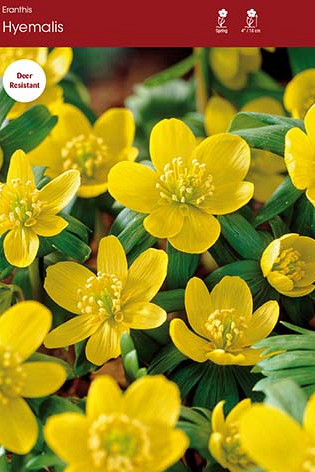 Eranthis