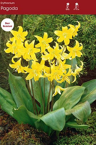 Erythronium