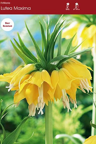 Fritillaria