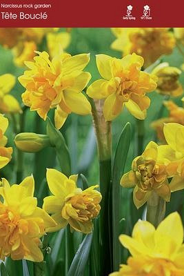 Narcissus