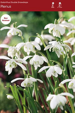 Galanthus
