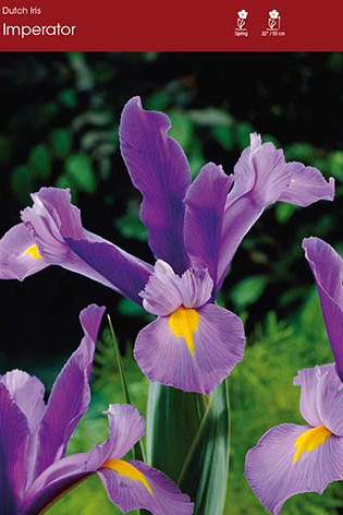 Iris