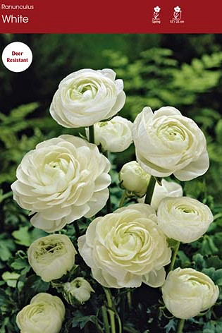 Ranunculus