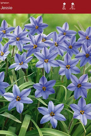 Ipheion