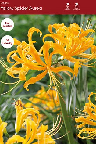 Lycoris