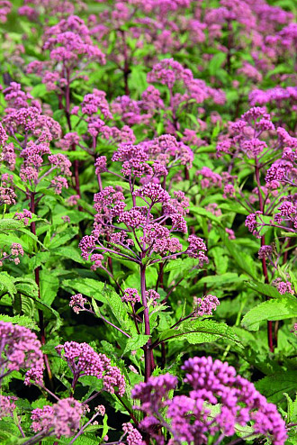 Eupatorium
