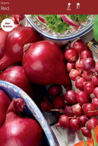 Onion Red 32 lbs
