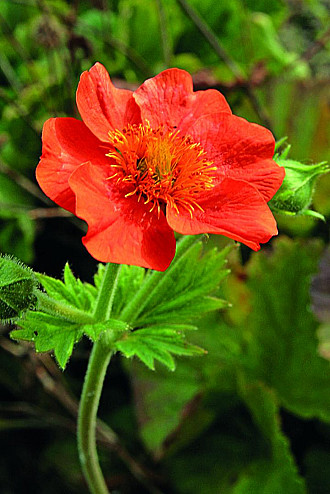 Geum