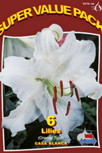 Lilium Oriental Casa Blanca 20x6