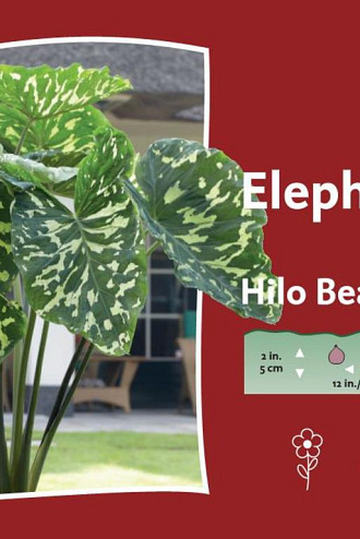 Hilo Beauty