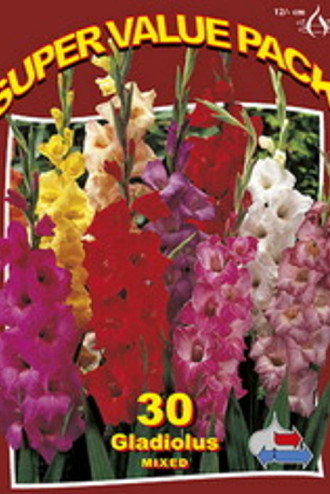 Gladiolus Mix 15x30