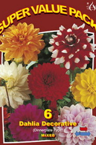 Dahlia Decorative 20x6