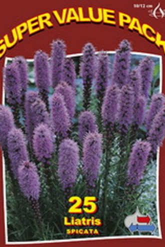 Liatris Spicata Blue 20x25