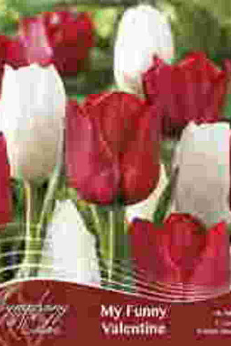 My Funny Valentine