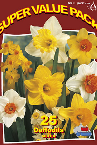 Mixed Daffodils 10x25