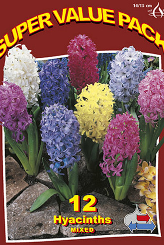 Hyacinths Mixed 20x12