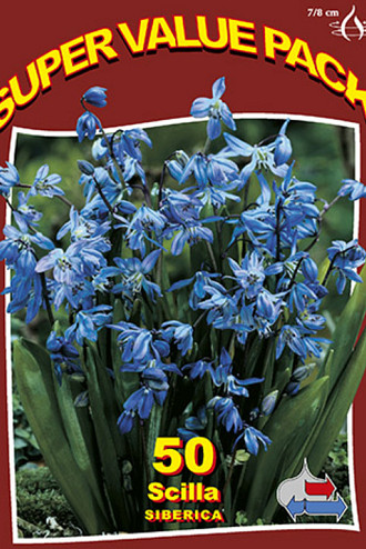 Scilla Siberica 20x50